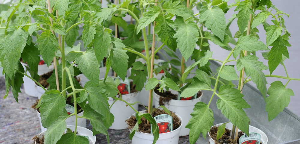 Tomatplantor i krukor