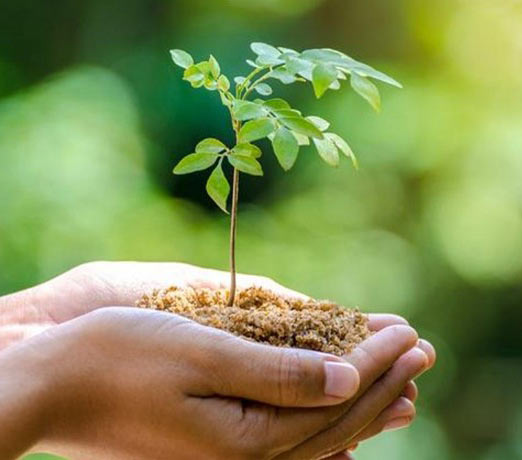 En person håller en planta i sin hand