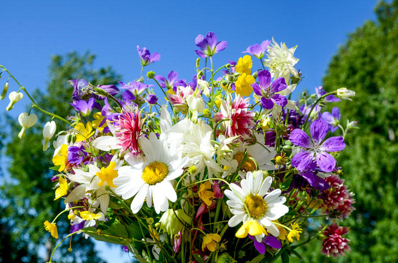 Olika sorters ängsblommor i en bukett